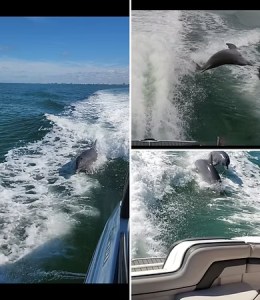 Dolphin watching tours in Gulfport FL